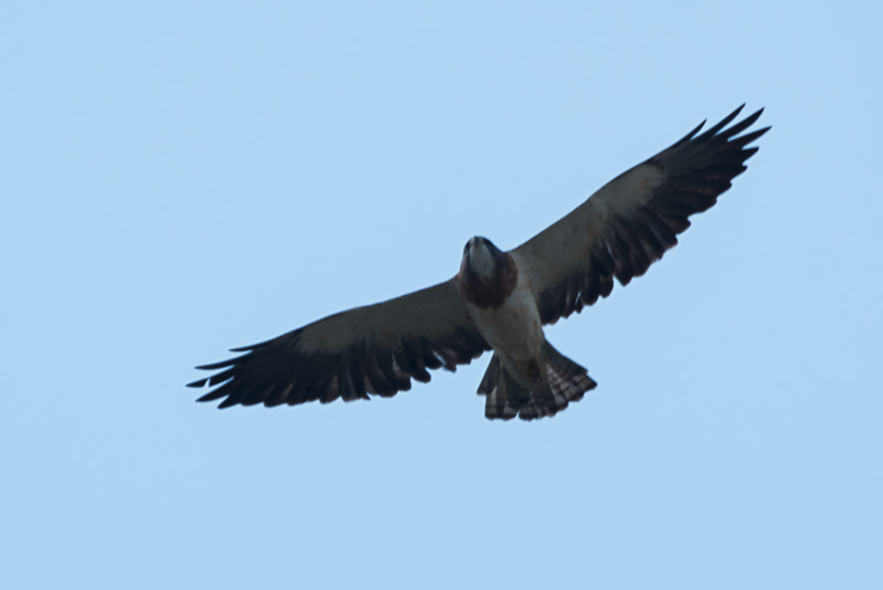 Prairiebuizerd